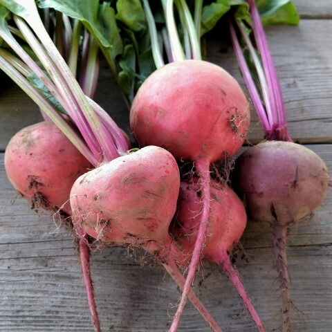 北海道産 ビーツ水煮 0 10袋 国産 日本産 北海道野菜 トレンド野菜 野菜 スーパーフード ロシア料理 ボルシチ ウクライナ料理 スープ ポタージュ ビシソワーズ サラダ ピクルス スイーツ スムージー 常温 奇跡の野菜 簡便野菜 時短 食べる輸血 簡単調理