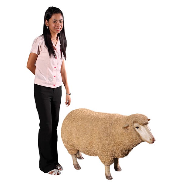 メリノ種の雌ひつじ / Merino Ewe Head UpFRP 耐水 向こう見ず 揺るぎない 室外用ペンキ塗り ガーデンファニチャー バス発着場 でき事 飾りつけ 室内装飾 オブジェ 貨物輸送無料