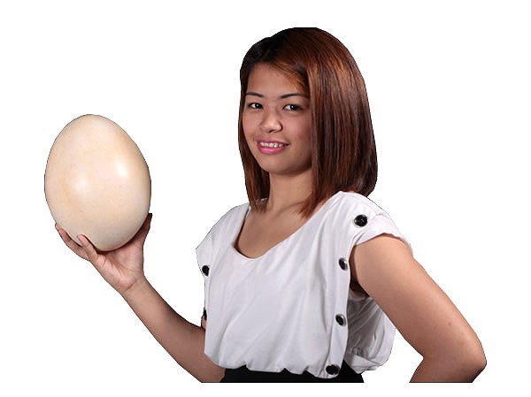 恐竜(Sauropod)のタマゴ・小 / Sauropod Egg 9\"FRP 耐水 向こう見ず 揺るぎない 室外用ペンキ塗り ガーデンファニチャー バス発着場 でき事 飾りつけ 室内装飾 オブジェ 貨物輸送無料"