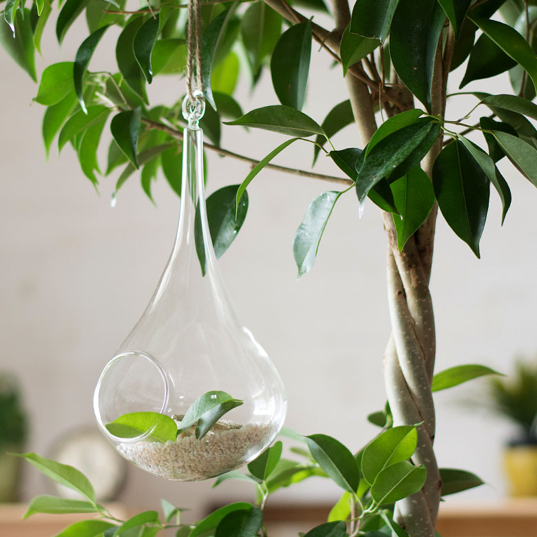 楽天市場 ハンギングガラスケース Cl ハンギング テラリウム 花器 エアプランツ 観葉植物 グリーン ガラスケース 小物入れ ディスプレイ雑貨 インテリア雑貨 生活雑貨のネットショップelements