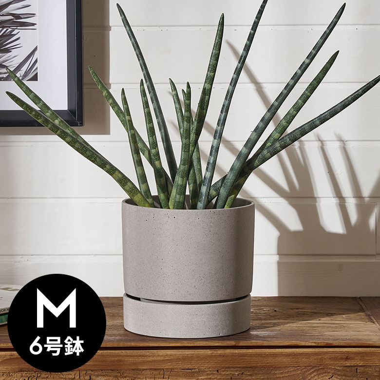楽天市場】【マラソン期間限定！最大800円OFFクーポン配布中