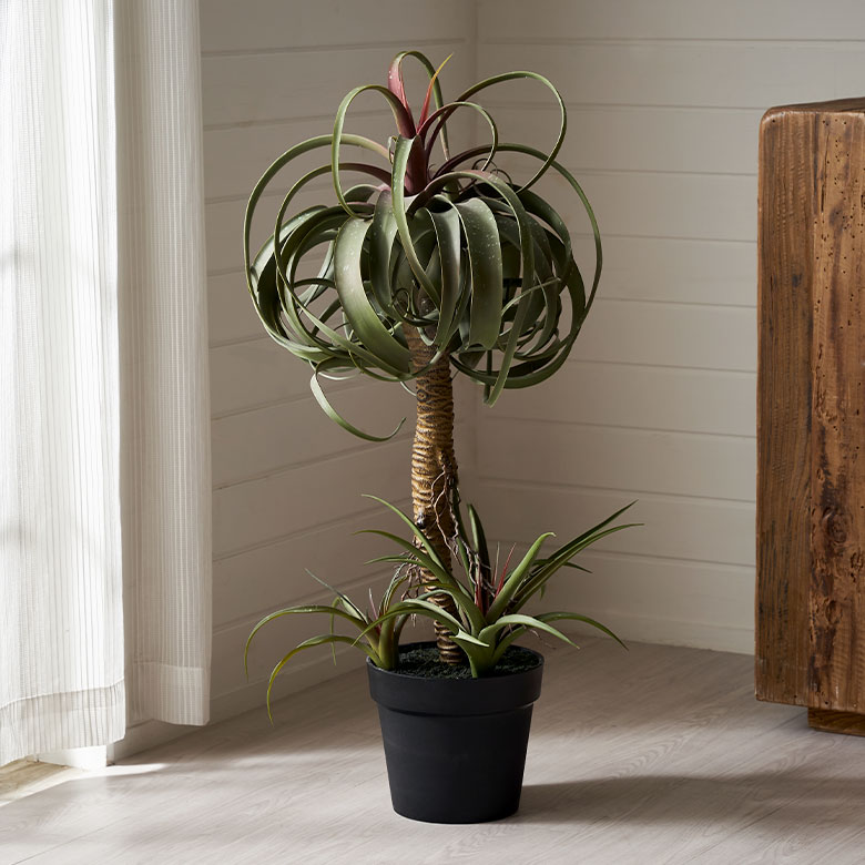 楽天市場】【最大2000円クーポン】 フェイクグリーン チランジア