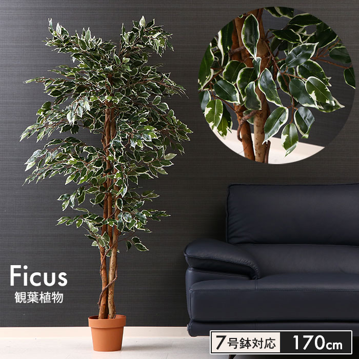 数量限定 特売 観葉植物 人工 フェイクグリーン フィカス 高さ 170cm 7号鉢対応 人工 造花 フェイク グリーン シンプル オフィス 観葉 植物 鉢植え インテリア 大型 高い 大きい 室内 鉢 お手入れ 不要 間仕切り 目隠し リビング ザッカーグplus いいもの見つけた