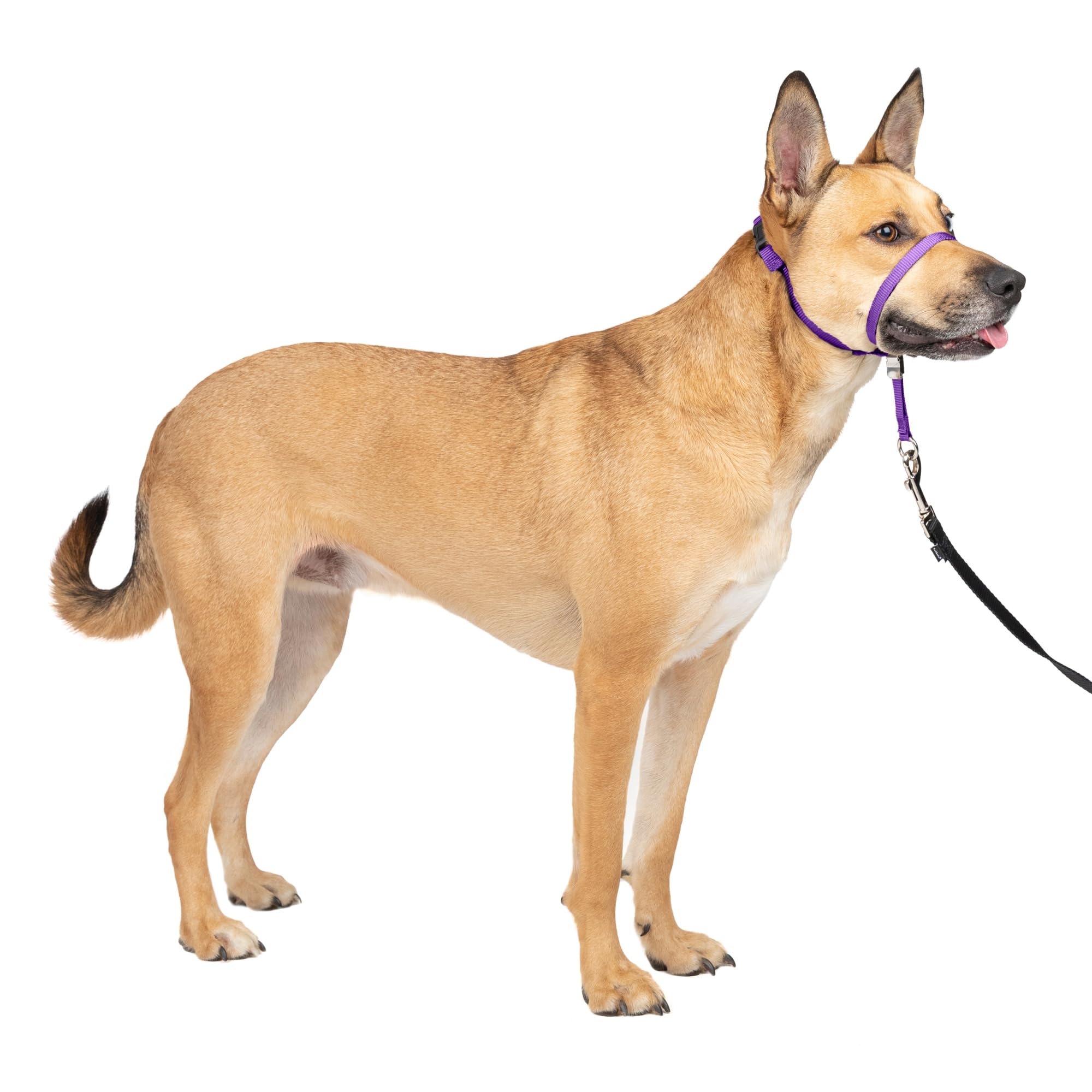【送料無料】PetSafe（ペットセーフ） ジェントルリーダー 引っ張り防止 ヘッドカラー 犬用 散歩トレーニング 色：ディープパープル、サイズ：Mサイズ (x 1)