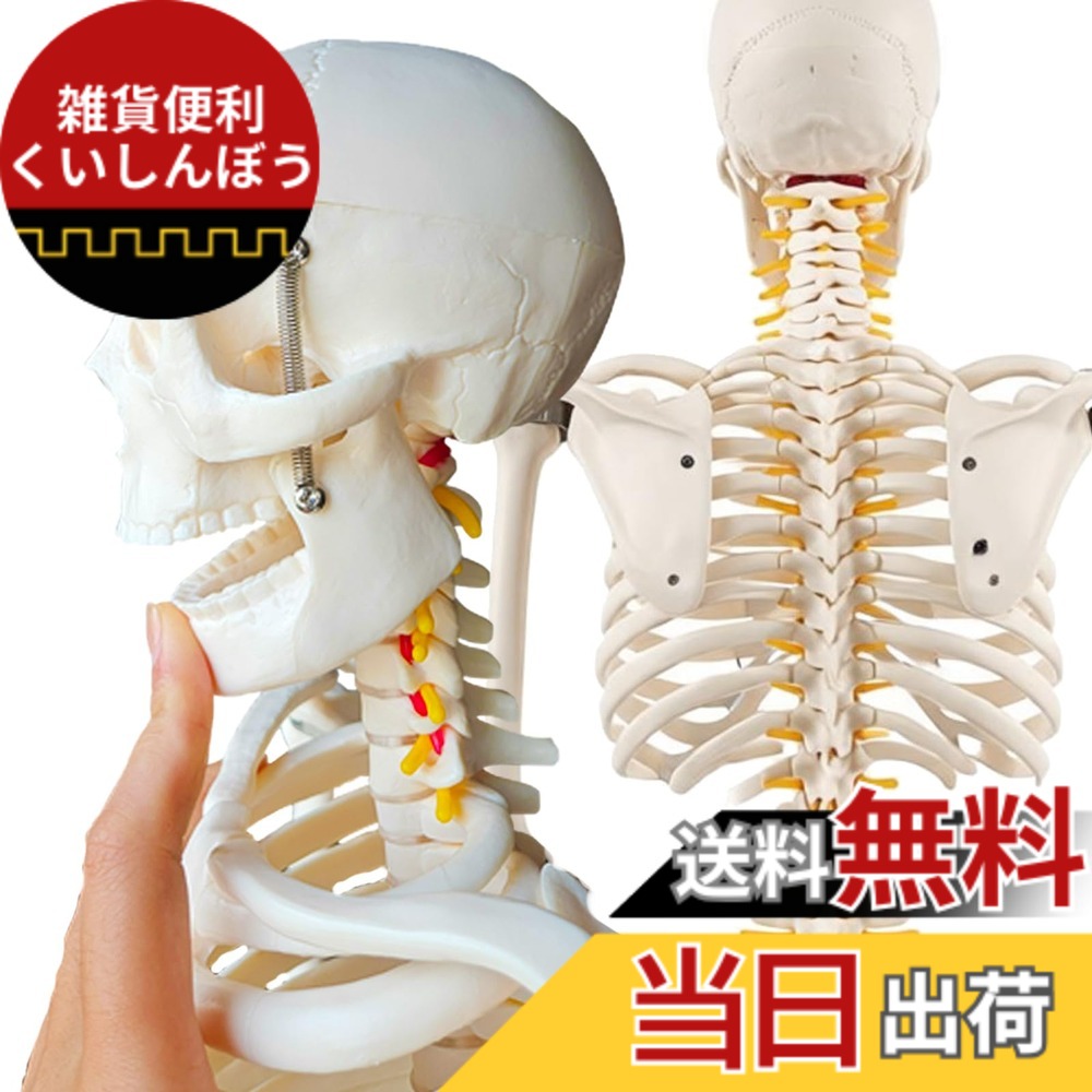 【送料無料】timiland 人体骨格模型 人体模型|雑貨便利くいしんぼう