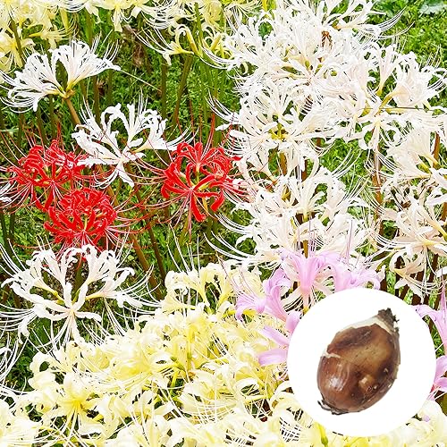 楽天市場】【送料無料】 徳島県産 彼岸花の球根（鱗茎）20個年中販売