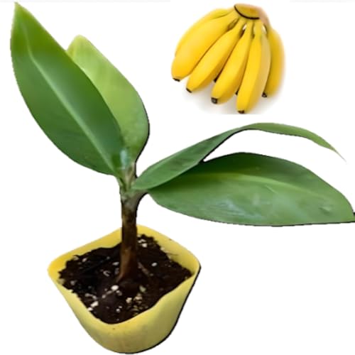 楽天市場】ダージリンバナナ 【レッドタイガー】 実生 3号ポット苗