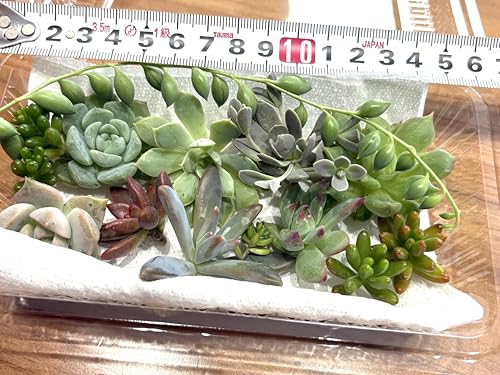 楽天市場】NijihanaPlants にじはな アソート6個セット セダム 多肉