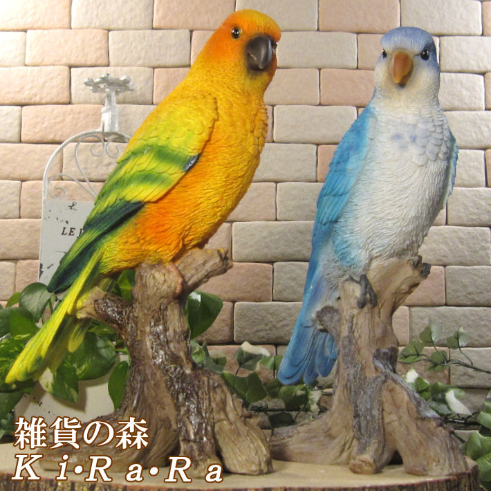 楽天市場】Sun Parakeet メキシコインコ 自然の造形が美しい鳥の
