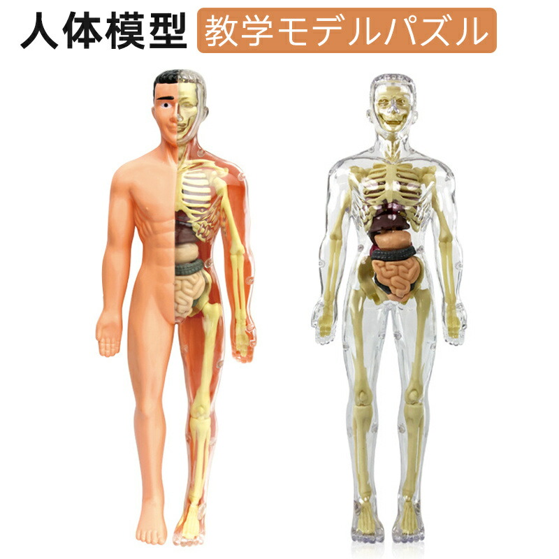 マニアックレア昭和２０～３０年代頃素材不明レトロ人体骨格模型当時物コレクション品 toy155-01.jpg