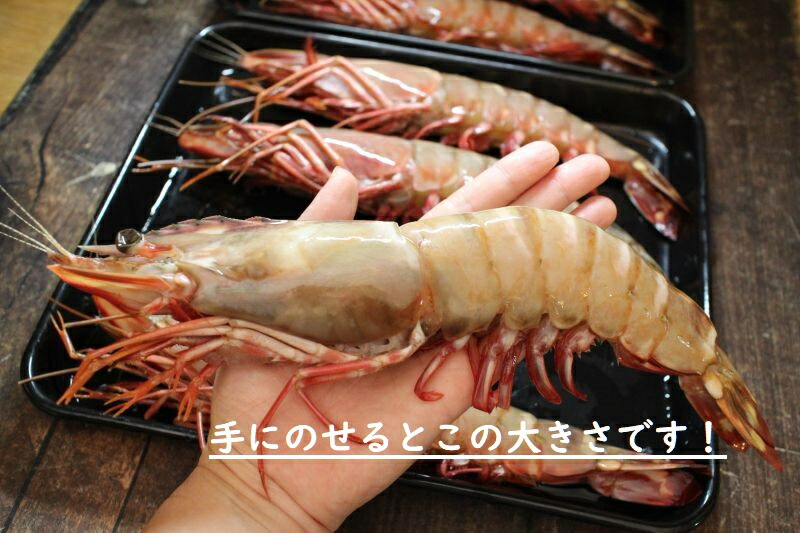 楽天市場 特特大 天然有頭エビ ８尾 １ ５kg えび 海老 スーパービッグ 大きなエビ スーパージャンボ シータイガー 希少 レア ざこばの朝市オンラインショップ