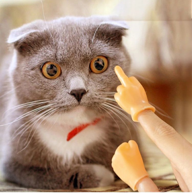 セット 猫 おもちゃ 犬 面白い ウケる 柔らかい ペット用 猫用おもちゃ 猫と遊ぶ SNS YouTube Instagram 話題 バズる｜ZAX