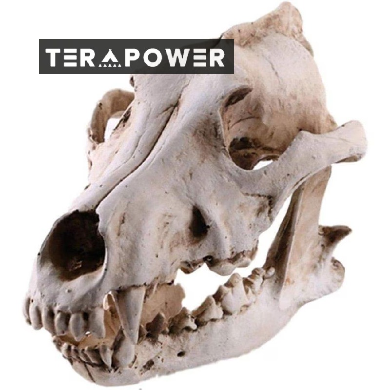 楽天市場】完全復刻◇ コヨーテ ◇イギリス産◇ 頭骨 ♯ 剥製 標本