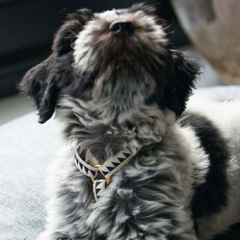 並行輸入品 犬用 ハーネス おしゃれ See Scout Sleep 25mm幅 Nice Grill L Xlサイズ 海外ブランド ファニー ユニーク デザイン 大型犬 Fucoa Cl 並行輸入品 犬用 ハーネス おしゃれ See Scout Sleep 25mm幅 Nice Grill L Xlサイズ 海外ブランド ファニー ユニーク デザイン 大型犬 Fucoa Cl