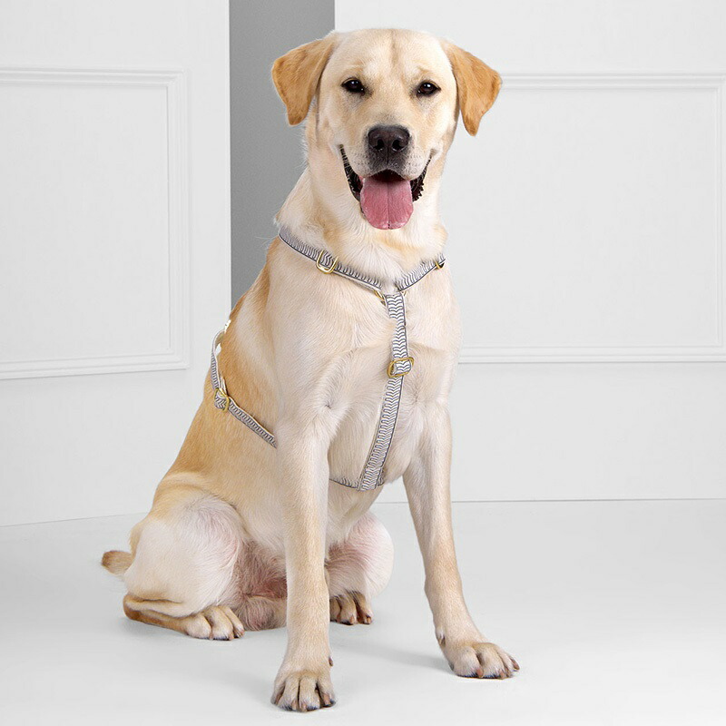並行輸入品 犬用 ハーネス おしゃれ See Scout Sleep 25mm幅 Nice Grill L Xlサイズ 海外ブランド ファニー ユニーク デザイン 大型犬 Fucoa Cl 並行輸入品 犬用 ハーネス おしゃれ See Scout Sleep 25mm幅 Nice Grill L Xlサイズ 海外ブランド ファニー ユニーク デザイン 大型犬 Fucoa Cl