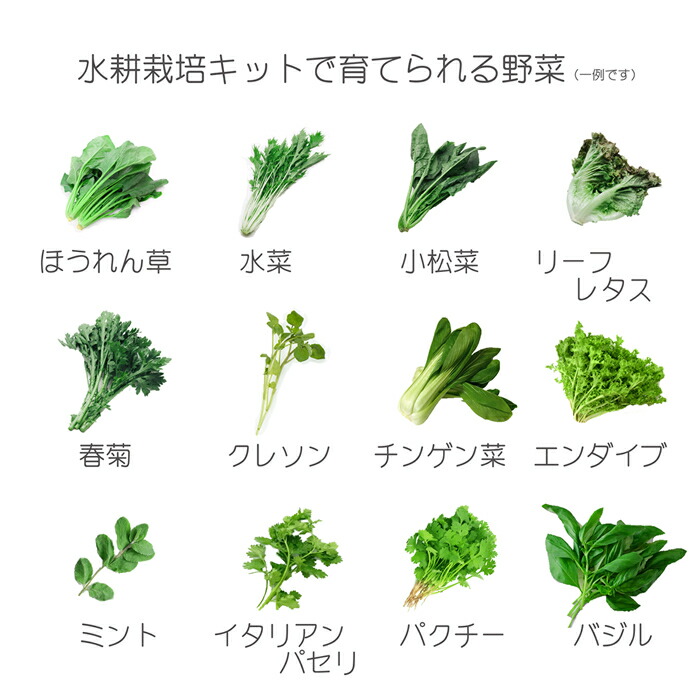 水耕栽培キット Led付き水畑 Ledタイプ 選択 白のled4本または赤青のled4本 水耕栽培 水栽培 家庭菜園 水耕栽培器 水畑 ハイドロカルチャー ベランダ スポンジ キット 肥料 Led Csecully Fr