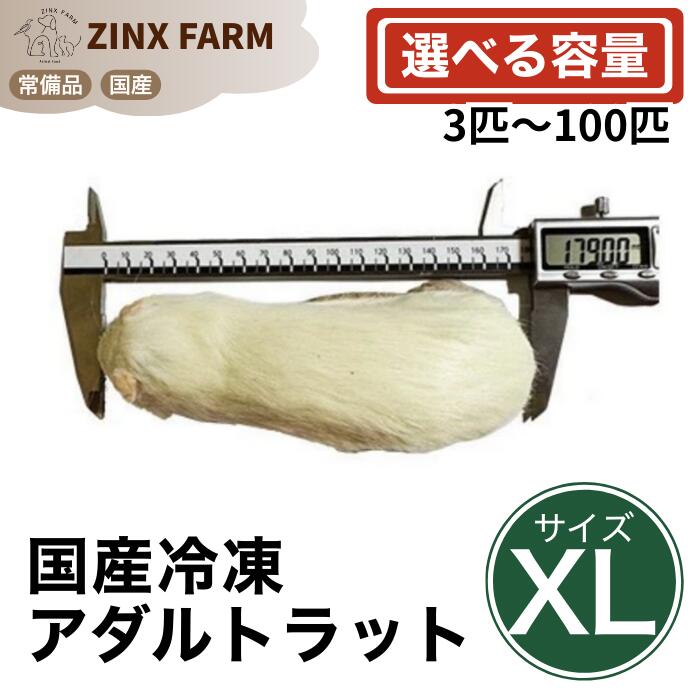 【国産】冷凍アダルトラット XLサイズ ＠300~360g 同梱可 選べる容量 3匹 5匹 10匹 15匹 30匹 50匹 100匹 エサ 餌 フード 冷凍ラット ネズミ ねずみ 小動物 爬虫類 両生類の餌 フード エサ｜ジンクス店
