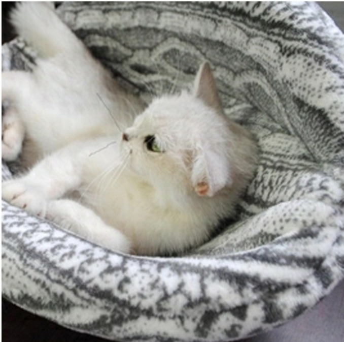 ふるさと割 ネコ猫ベッド Cat仔猫 グレー 猫好き ペット用クッション室内小屋ネコクッションペットハウス Whitesforracialequity Org