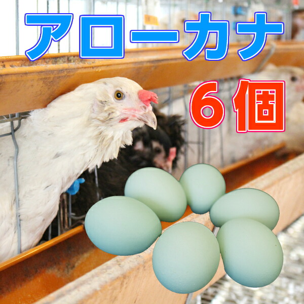 青いたまご アローカナ 平飼いたまご48個 - その他