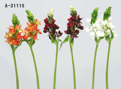 楽天市場 オーニソガラム 白花 ホワイト 4号苗 B19 千草園芸