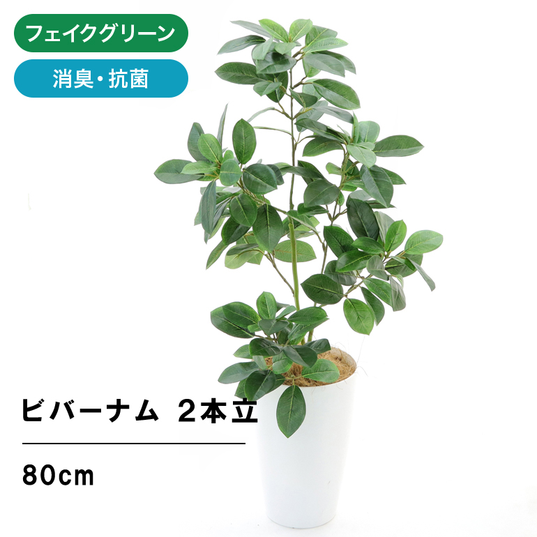 お得なキャンペーンを実施中 多肉植物 エケベリア フラワー