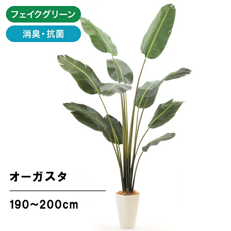 フェイクグリーン 人工 造花 光触媒 観葉植物 植木 観葉樹 190cm 200cm シンプル オフィス おしゃれ インテリア 大型 スマートポット 銀  酸化チタン ストレリチア CHIC8 オーガスタ ※組立式 空気清浄 抗菌 No92991 室内 消臭 ヤシの繊維 【82%OFF!】 鉢