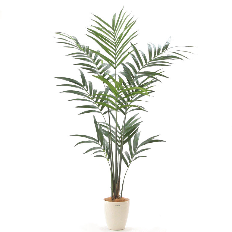 人工 観葉植物 造花 如何様物翠色 0 210cm 赤条条 事務おかみさん 小意気 内辺装 大型 室内 しゃれこうべ 観葉ツリー 大気状態清い 消臭 シルヴァー 酸化チタン 明かり触媒 即物的 ケンチャヤシ科 クオンティティーさ0 210cm ラスターポット265 ヤシの繊維 仕組み婚儀