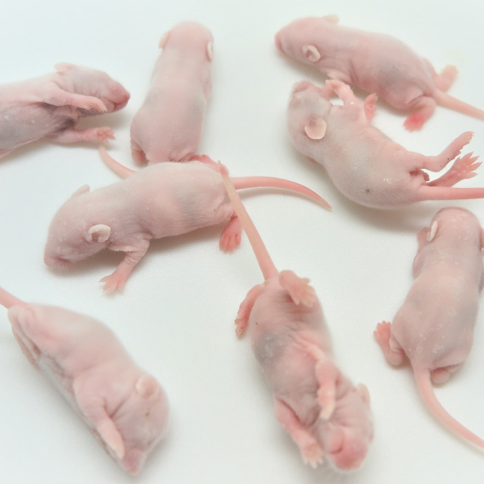 市場 冷凍ピンクマウスl 0匹 冷凍 約4 0cm 冷凍マウス ネズミ エサ 匹 冷凍ネズミ 餌 富城