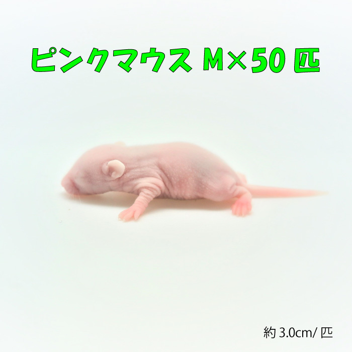 楽天市場】冷凍マウス 冷凍アダルトラット SSサイズ 約40〜50g/匹 ☆富