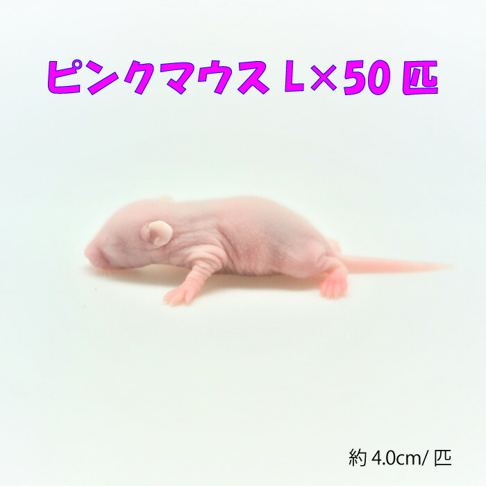 楽天市場】冷凍ピンクマウスL(100匹)約4.0cm/匹 ☆富城 冷凍マウス