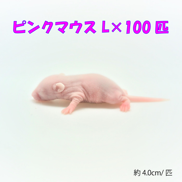 楽天市場】冷凍ピンクマウスL(100匹)約4.0cm/匹 ☆富城 冷凍マウス