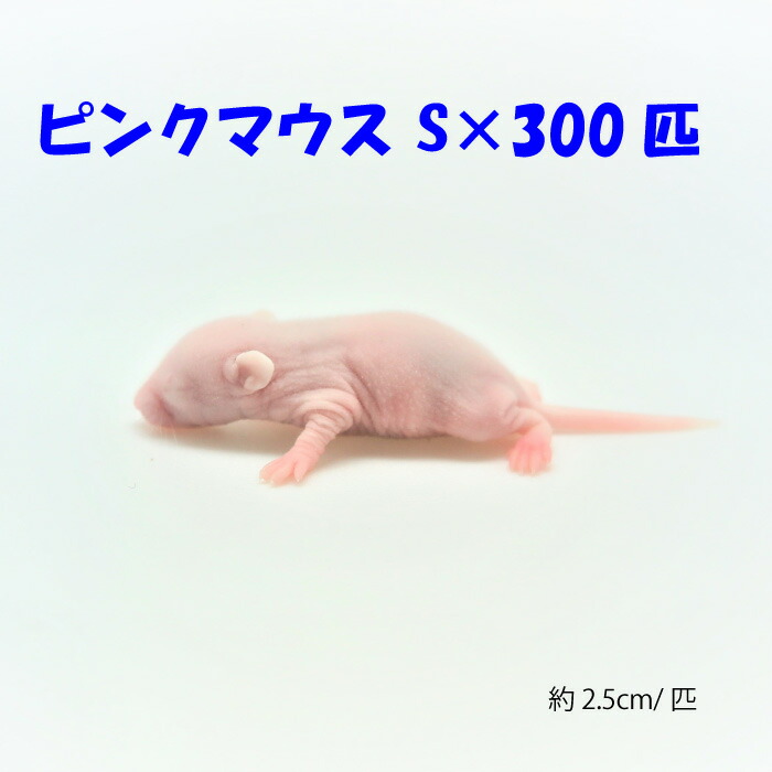 冷凍マウス ストレスフリー養殖 冷凍ホッパーマウス 6cm 100匹 クール便