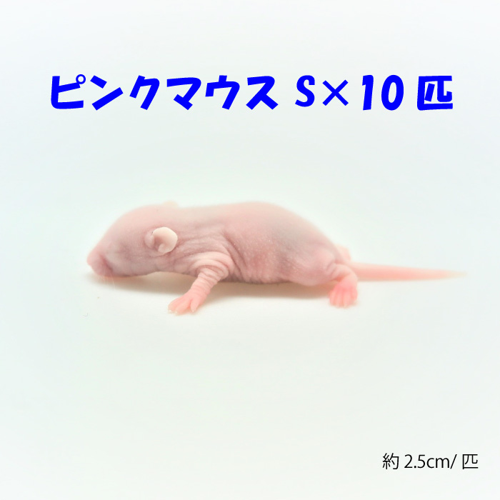 冷凍ピンクマウスS 10匹 約2.5cm 爬虫類 クール便発送 餌 エサ 冷凍餌 