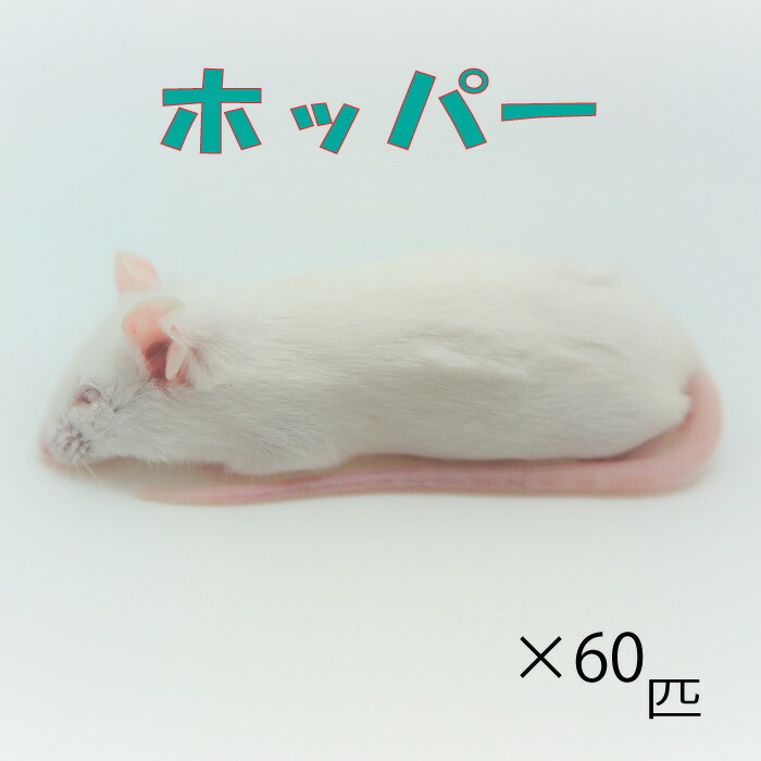 楽天市場】冷凍アダルトラット XLサイズ 約300〜350g/匹 ☆富城 冷凍マウス アダルト 冷凍ネズミ 冷凍餌 エサ 猛禽類 爬虫類 両生類  肉食ペット用 クール便発送 20匹セット : WAJO CLUB 楽天市場店