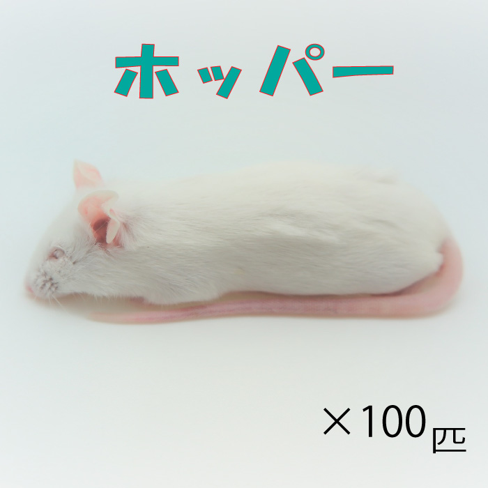 【楽天市場】冷凍ホッパーマウス (100匹)約6.0cm/匹 富城 冷凍