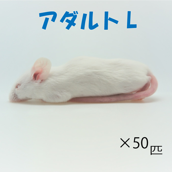 冷凍アダルトLマウス 50匹  冷凍 ネズミ 餌 冷凍ネズミ 匹
