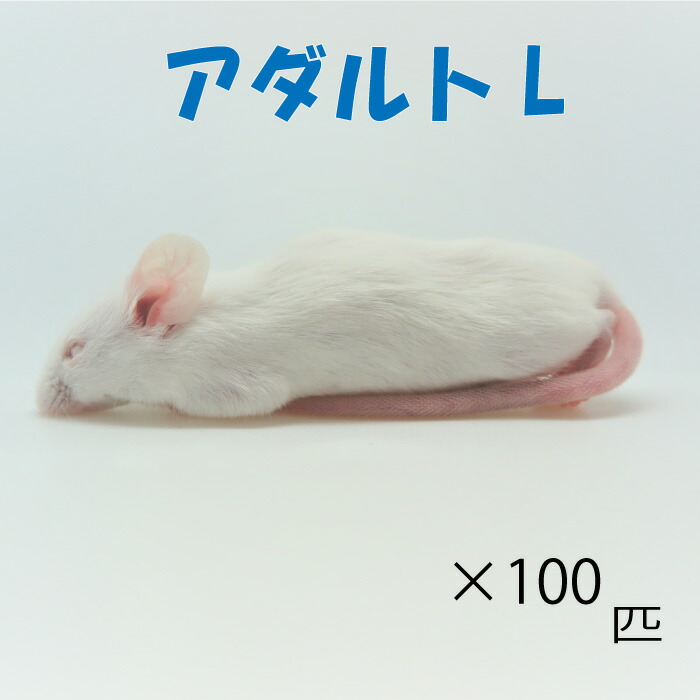 楽天市場】冷凍アダルトLマウス (10匹)約8.0cm/匹 ☆富城 冷凍マウス