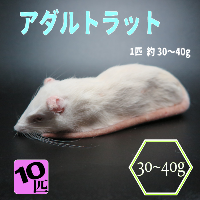 ❤ショッピング早割❤ 冷凍ラット SS【41ｇ～60ｇ】50匹 - ilborgobandb.it