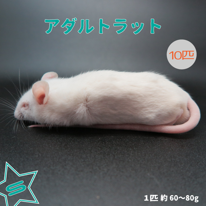 楽天市場】冷凍マウス 冷凍アダルトラット SSサイズ 約40〜50g/匹 ☆富