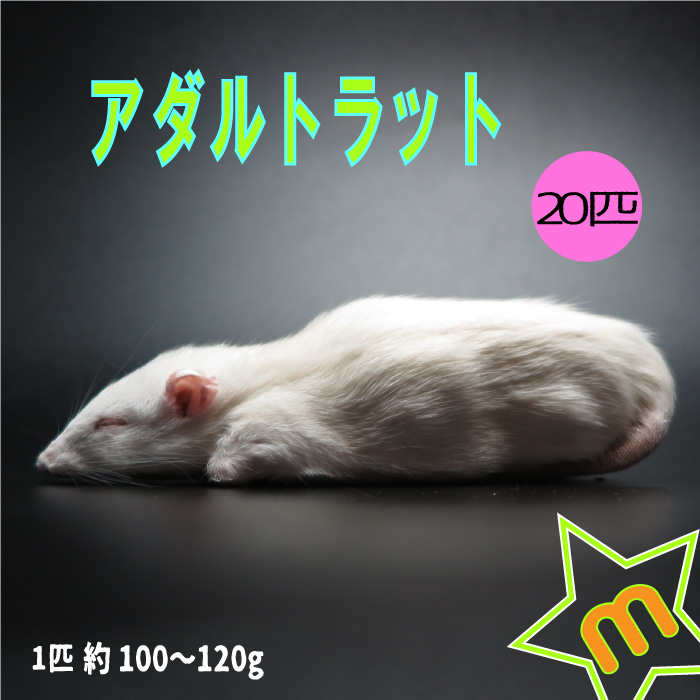 楽天市場】冷凍マウス 冷凍アダルトラット Sサイズ 約60〜80g/匹 ☆富