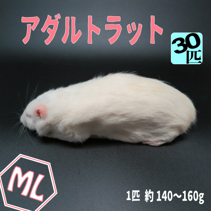 50 Off 冷凍アダルトラット Mlサイズ 約140 160g 匹 冷凍マウス アダルト 冷凍ネズミ 冷凍餌 エサ 猛禽類 爬虫類 両生類 肉食ペット用 クール便発送 30匹セット Wajo Club 店 高速配送 Vancouverfamilymagazine Com