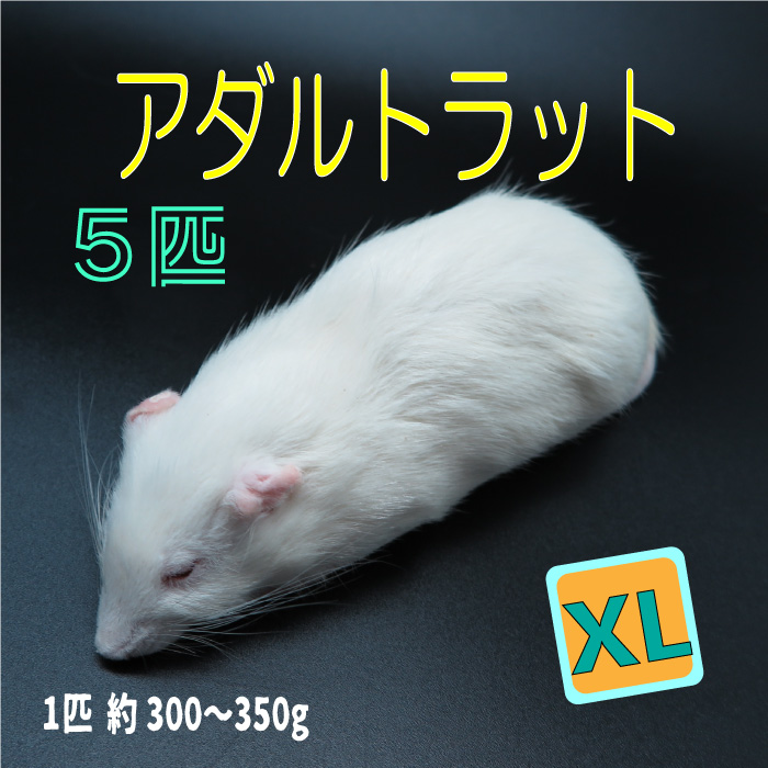【楽天市場】冷凍マウス 冷凍アダルトラット Lサイズ 約180〜220g
