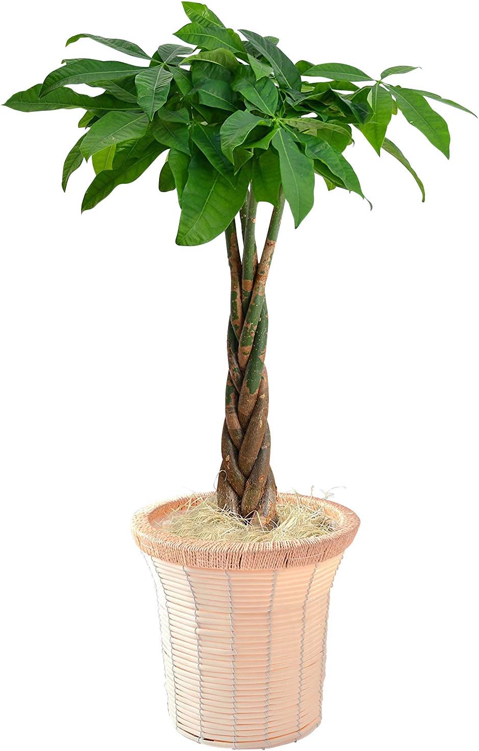 楽天市場】観葉植物 斑入りパキラ ムーンライト 6号鉢 パキラ