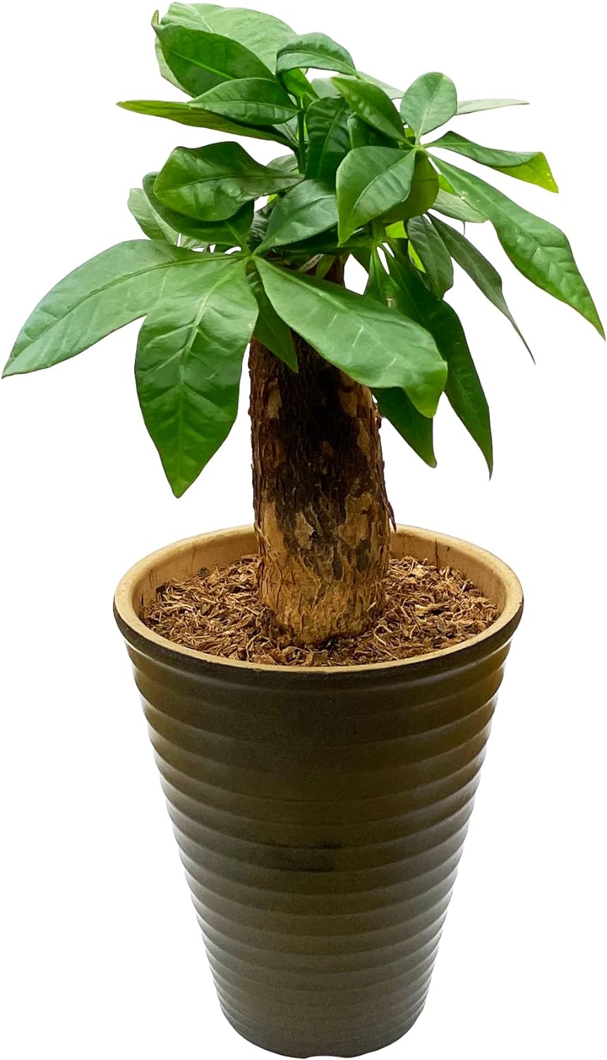 楽天市場】観葉植物 斑入りパキラ ムーンライト 6号鉢 パキラ