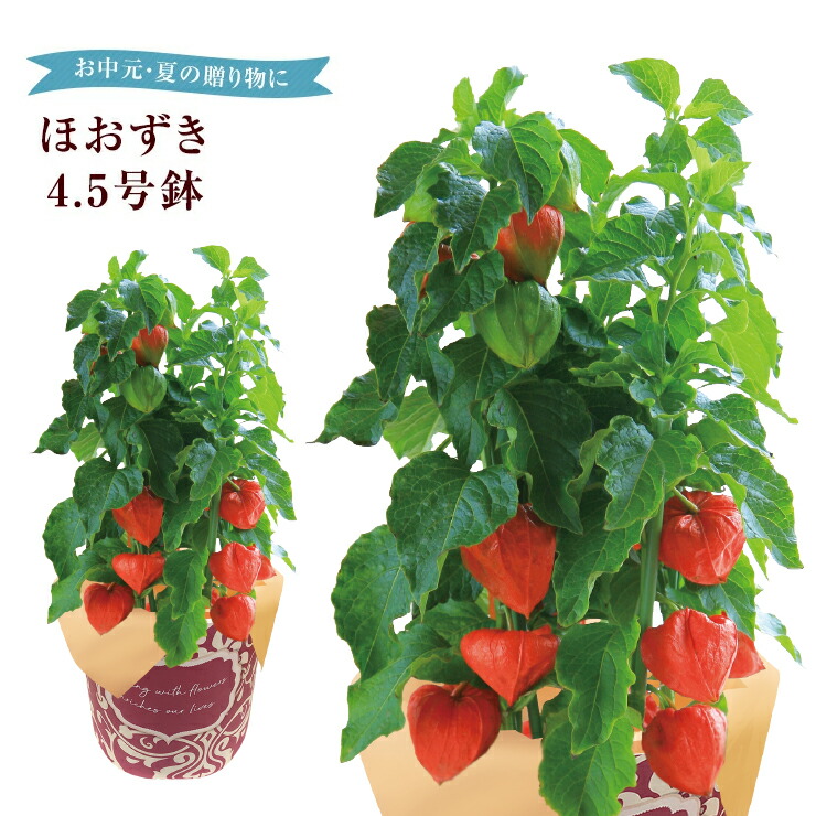 楽天市場】ほおずき 鉢植え 初盆 苗 鬼灯 ほおずきの鉢植え